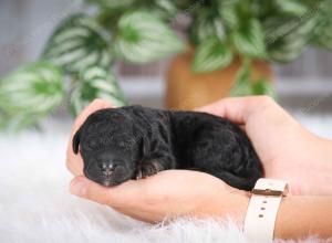 F1B mini bernedoodle near Chicago Illinois