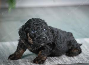 F1B mini bernedoodle near Chicago Illinois