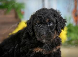 F1B mini bernedoodle near Chicago Illinois