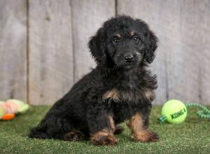 F1B mini bernedoodle near Chicago Illinois