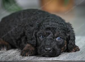 F1B mini bernedoodle near Chicago Illinois