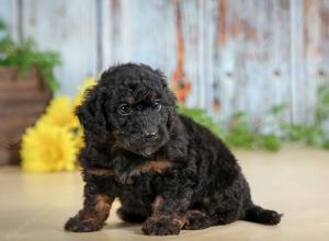 F1B mini bernedoodle near Chicago Illinois