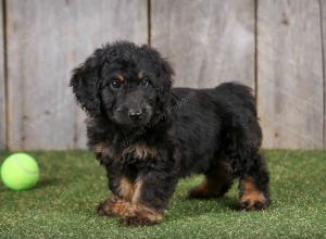 F1B mini bernedoodle near Chicago Illinois