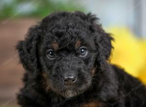 F1B mini bernedoodle near Chicago Illinois