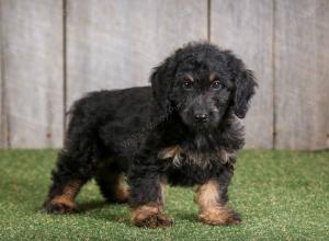 F1B mini bernedoodle near Chicago Illinois