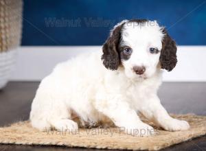 F1B Mini Bernedoodle in Illinois