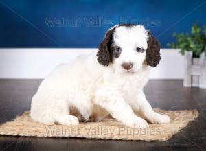 F1B Mini Bernedoodle in Illinois