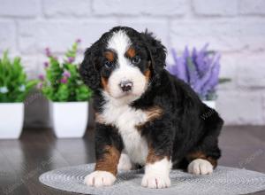 tri-colored mini bernedoodle near Chicago Illinois