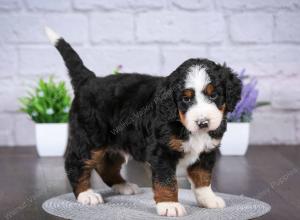 tri-colored mini bernedoodle near Chicago Illinois