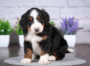 tri-colored mini bernedoodle near Chicago Illinois