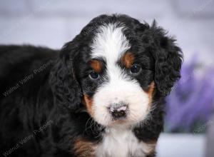 tri-colored mini bernedoodle near Chicago Illinois