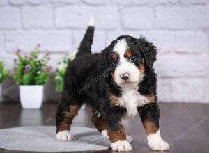 tri-colored mini bernedoodle near Chicago Illinois