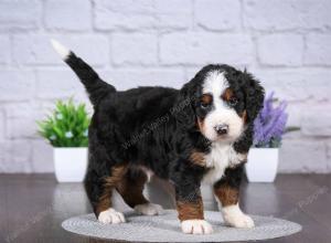 tri-colored mini bernedoodle near Chicago Illinois