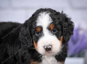 tri-colored mini bernedoodle near Chicago Illinois