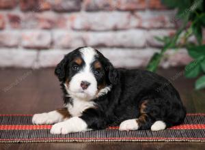 tri-colored standard bernedoodle near Chicago Illinois