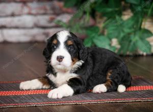 tri-colored standard bernedoodle near Chicago Illinois