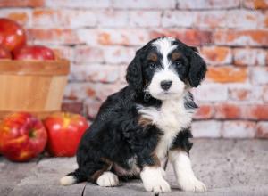 tri-colored standard bernedoodle near Chicago Illinois