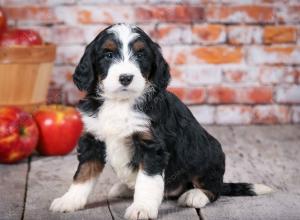 tri-colored standard bernedoodle near Chicago Illinois