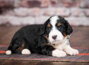 tri-colored standard bernedoodle near Chicago Illinois