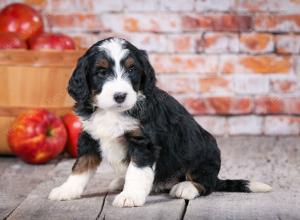 tri-colored standard bernedoodle near Chicago Illinois