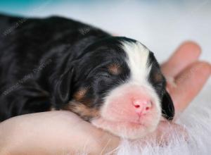 tri-colored standard bernedoodle near Chicago Illinois