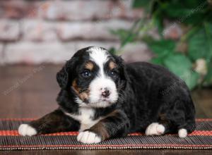 tri-colored standard bernedoodle near Chicago Illinois