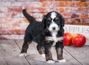 tri-colored standard bernedoodle near Chicago Illinois