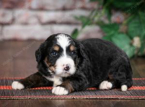 tri-colored standard bernedoodle near Chicago Illinois