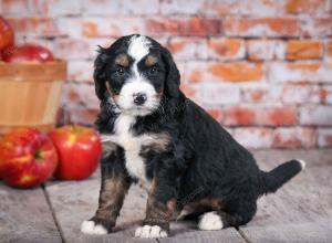 tri-colored standard bernedoodle near Chicago Illinois