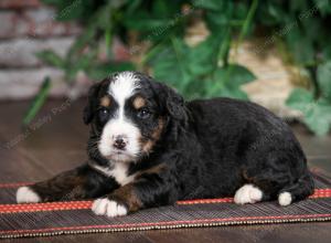 tri-colored standard bernedoodle near Chicago Illinois