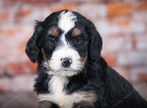 tri-colored standard bernedoodle near Chicago Illinois