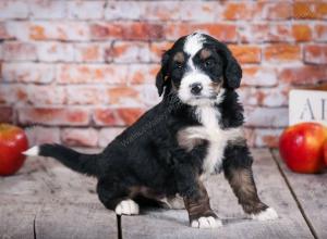 tri-colored standard bernedoodle near Chicago Illinois