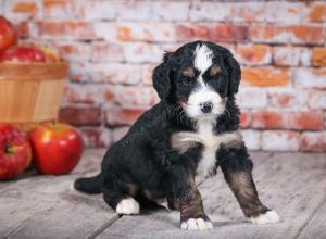 tri-colored standard bernedoodle near Chicago Illinois