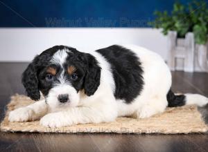 F1B Mini Bernedoodle in Illinois