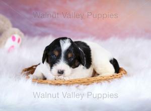 F1B Mini Bernedoodle in Illinois