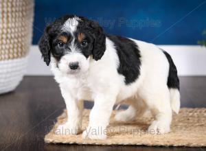 F1B Mini Bernedoodle in Illinois