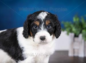 F1B Mini Bernedoodle in Illinois