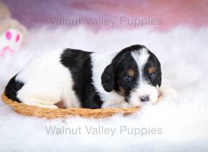 F1B Mini Bernedoodle in Illinois