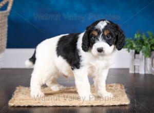 F1B Mini Bernedoodle in Illinois