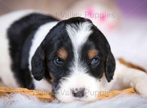 F1B Mini Bernedoodle in Illinois