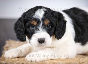 F1B Mini Bernedoodle in Illinois