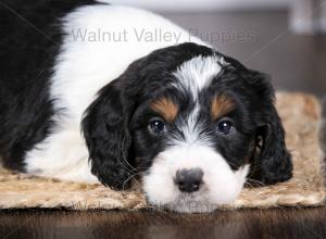 F1B Mini Bernedoodle in Illinois