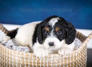 F1B Mini Bernedoodle in Illinois