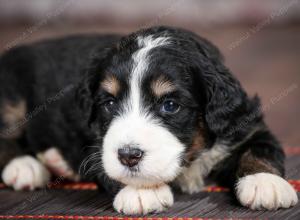 tri-colored standard bernedoodle near Chicago Illinois