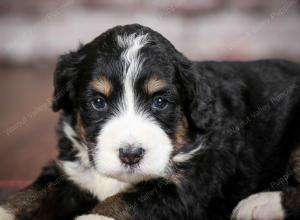 tri-colored standard bernedoodle near Chicago Illinois