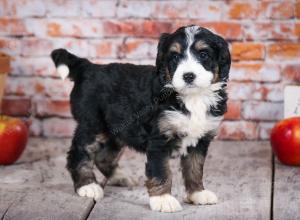 tri-colored standard bernedoodle near Chicago Illinois