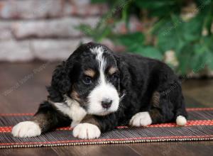 tri-colored standard bernedoodle near Chicago Illinois