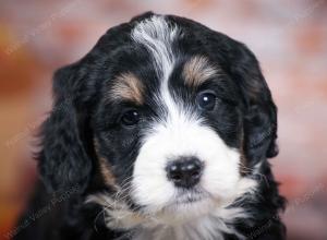 tri-colored standard bernedoodle near Chicago Illinois