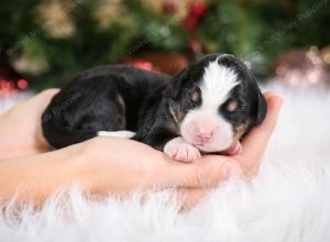 tri-colored female mini bernedoodle near Chicago Illinois