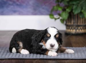 tri-colored female mini bernedoodle near Chicago Illinois